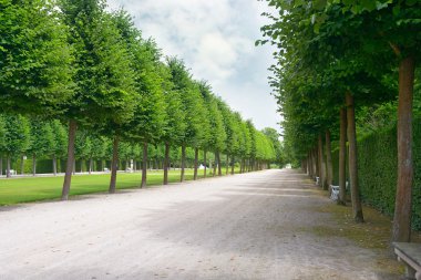 Tall trees along the footpath clipart