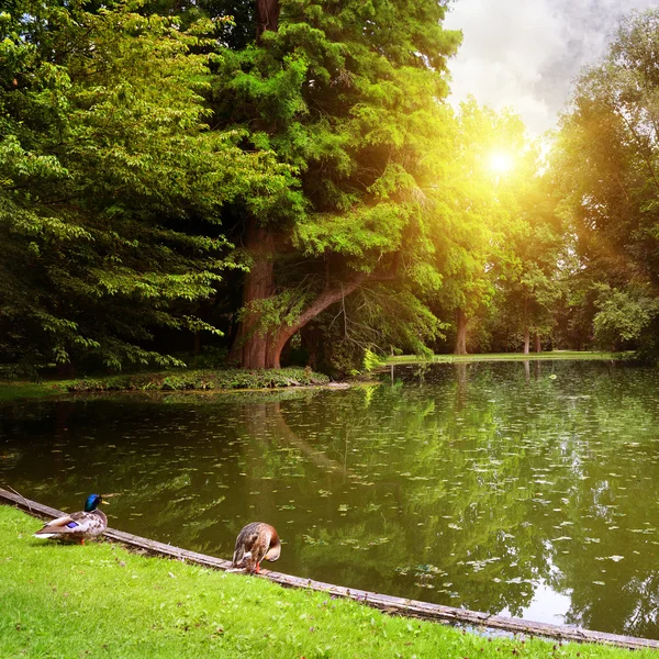 Morgendämmerung über kleinem See im Wald — Stockfoto