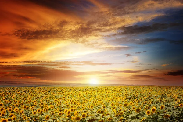 Beau coucher de soleil sur champ de tournesols — Photo