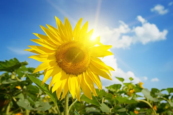 Beautiful sunset over sunflowers field — Stock Photo, Image