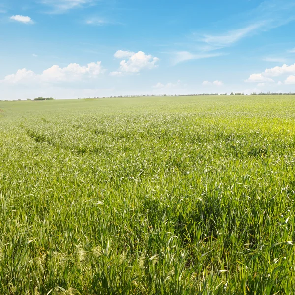 Bahar çayırı ve mavi gökyüzü