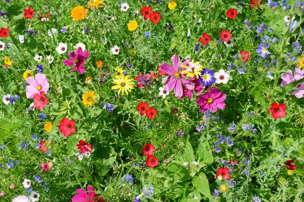 Flores silvestres en prado verde —  Fotos de Stock