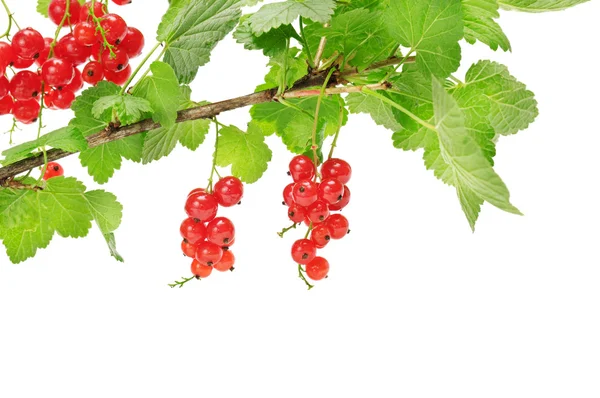Röda vinbär isolerad på en vit — Stockfoto