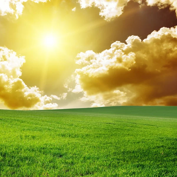 Прекрасний захід сонця на зеленому полі — стокове фото