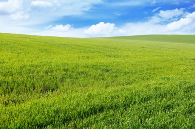 Bahar çayırı ve mavi gökyüzü