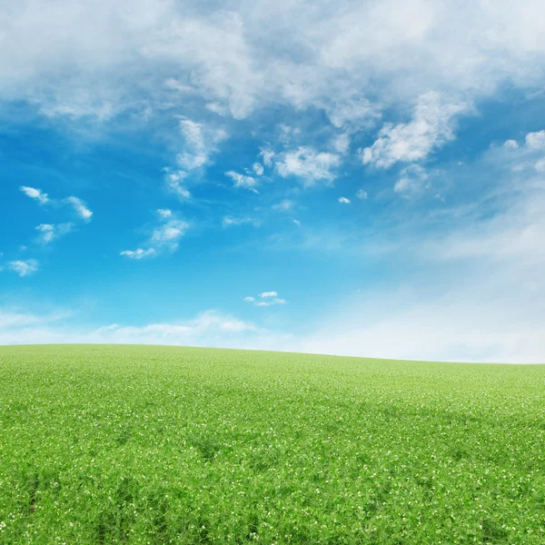 Campo de ervilhas e céu azul — Fotografia de Stock