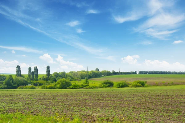 Frühlingswiese und blauer Himmel — Stockfoto