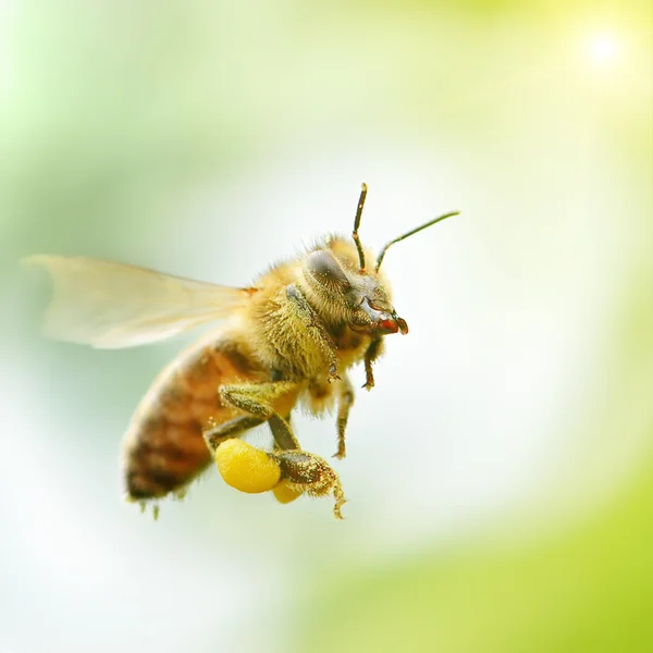 Flygande honungsbiet i solljus — Stockfoto