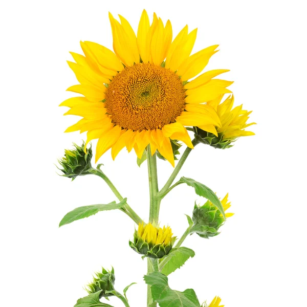 Girasol aislado en blanco — Foto de Stock