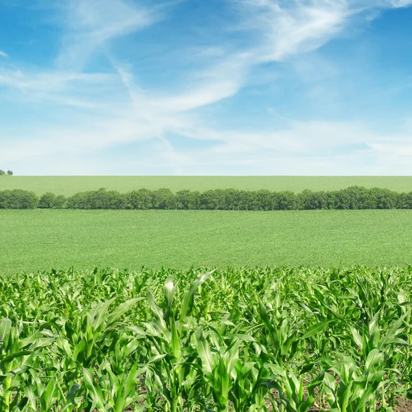 Kukuřičné pole a krásná obloha — Stock fotografie