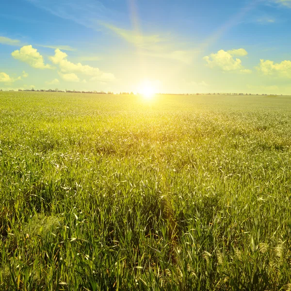 Frühlingswiese und blauer Himmel — Stockfoto