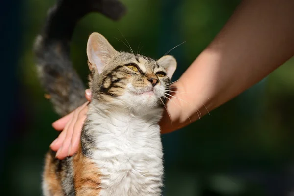 Adam küçük bir yavru kedi okşayarak — Stok fotoğraf