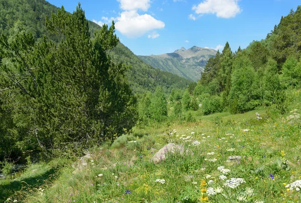 Beautiful flowers in the meadows in the mountains — Stock Photo, Image