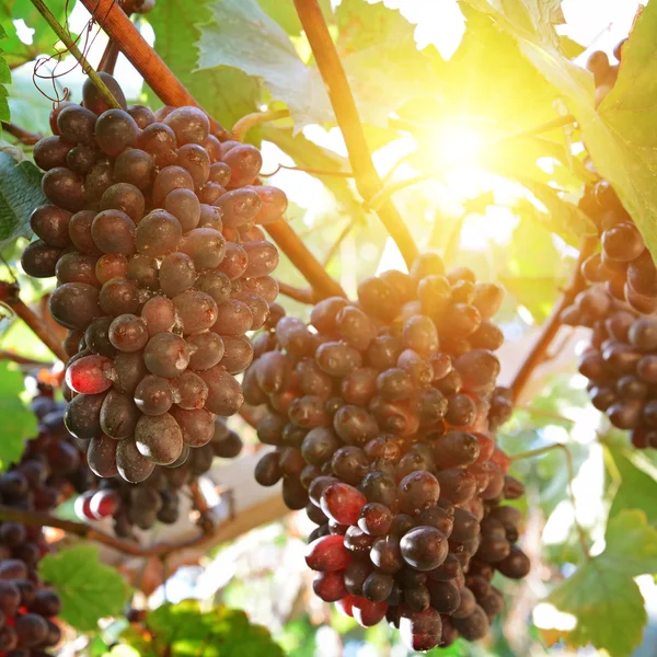 Uvas maduras ao sol — Fotografia de Stock