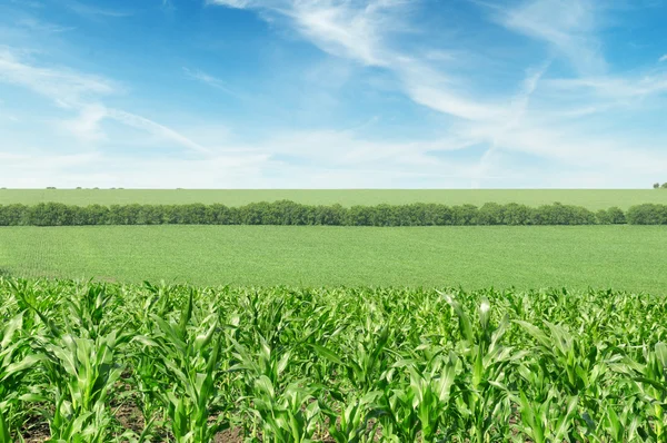 Campo de milho e céu bonito — Fotografia de Stock