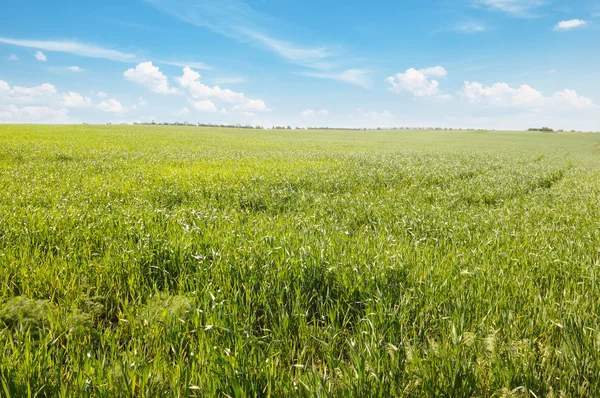 Prado de primavera e céu azul — Fotografia de Stock