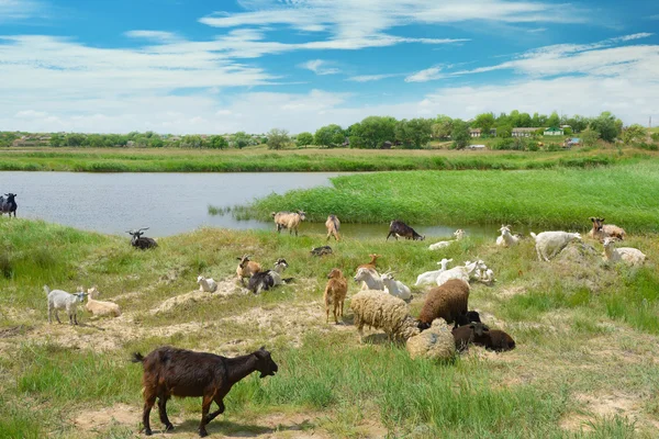 Rebanho de cabras no lago — Fotografia de Stock