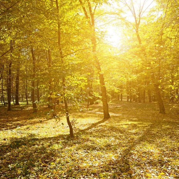 Rays of sun in autumn park — Stock Photo, Image