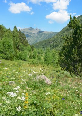 Ormanla kaplı dağ çayır