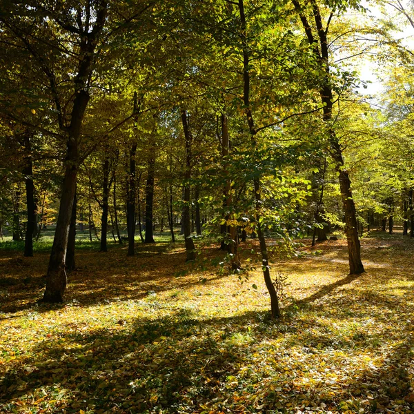 Hojas caídas en bosque otoñal —  Fotos de Stock