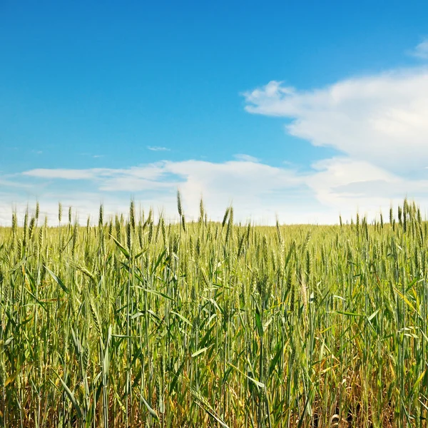 Våreng og blå himmel – stockfoto