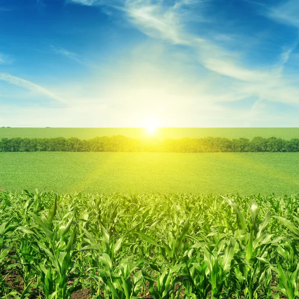 Beautiful sunset on corn field — Stock Photo, Image