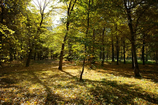 Hojas caídas en bosque otoñal — Foto de Stock