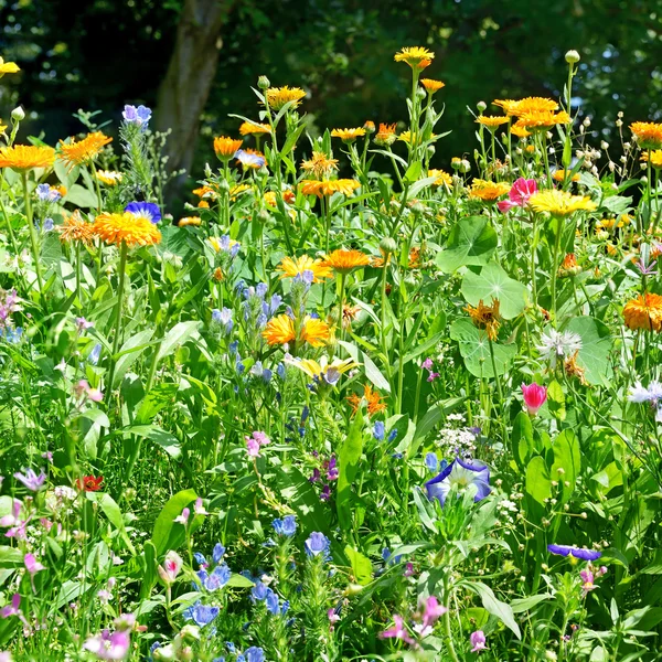 Blossoming flowerbed in the park — Stok Foto