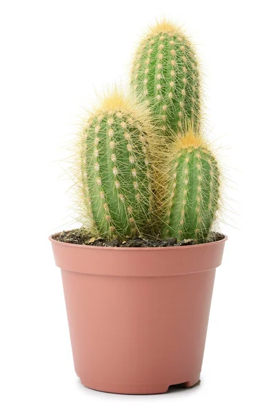 Cactus in vaso — Foto Stock