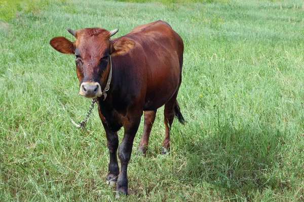 Корова на пастбище на цепи — стоковое фото