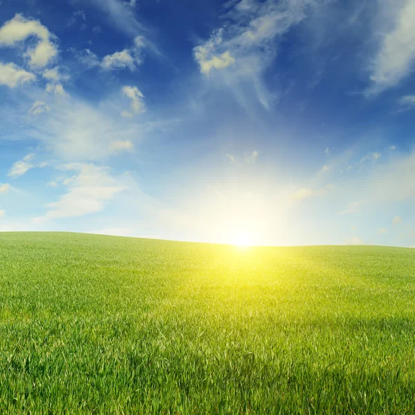 Hermoso atardecer en campo verde — Foto de Stock