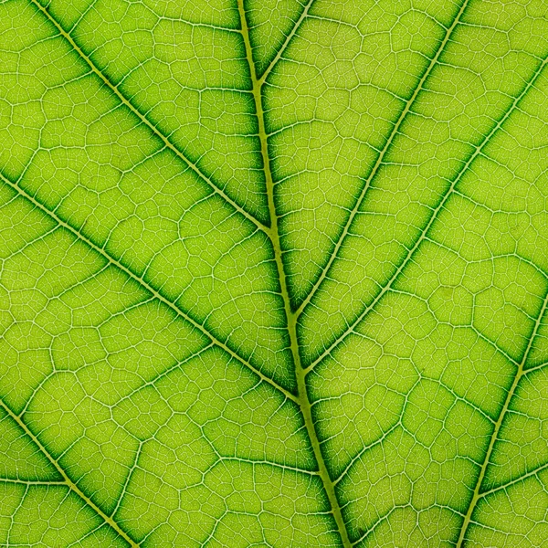 Fresh leaf of plant close up — Stock Photo, Image