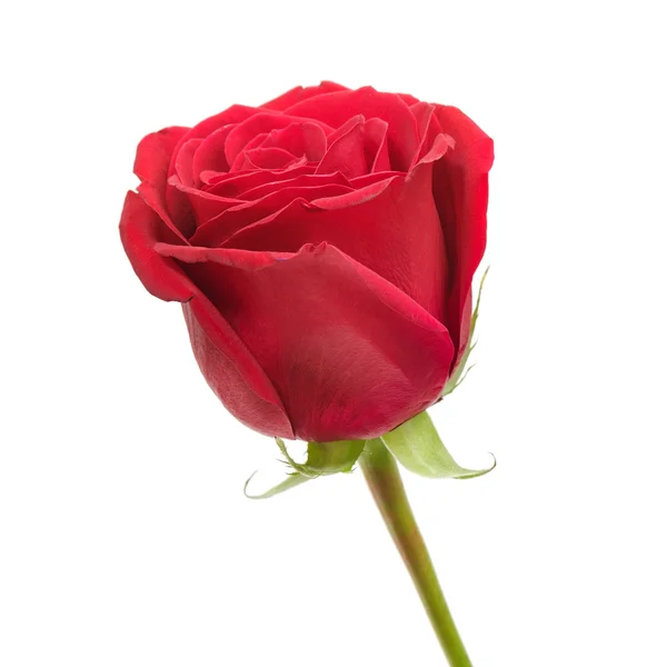 Красная роза изолирована на белом — стоковое фото