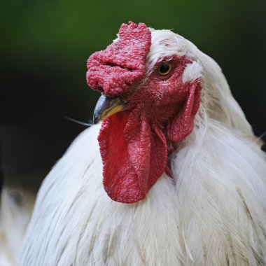 kırmızı taç ile beyaz horoz