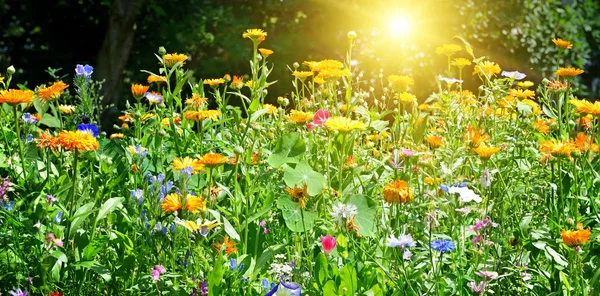 Buntes Blumenbeet im Park — Stockfoto