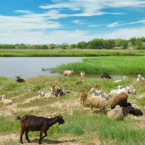 Rebanho de cabras no lago — Fotografia de Stock