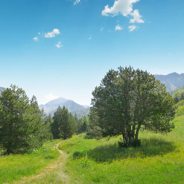 Beaux pins sur fond de hautes montagnes — Photo