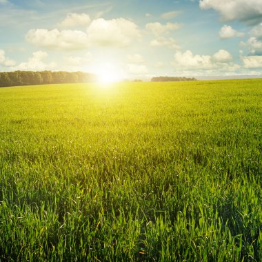 Yeşil alanda güzel bir gün batımı