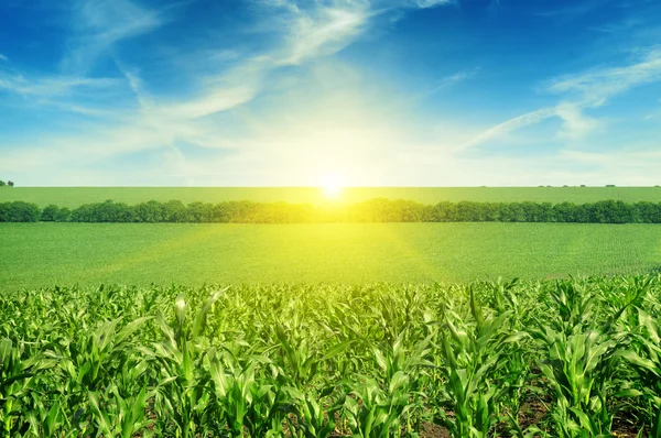 Hermoso atardecer en campo de maíz — Foto de Stock