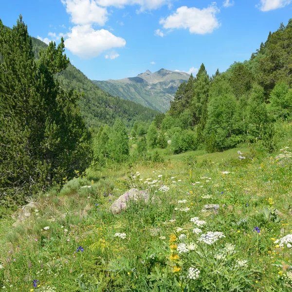 Krásná louka, lesnaté — Stock fotografie