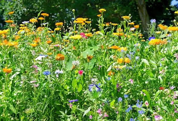 Kvetoucí květinové záhony v parku — Stock fotografie