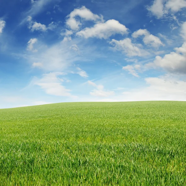 Frühlingswiese und blauer Himmel — Stockfoto