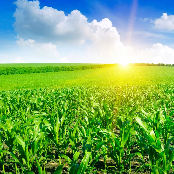 Hermoso amanecer en el campo de maíz verde — Foto de Stock