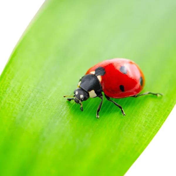 Mariquita en hoja verde — Foto de Stock