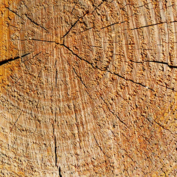 Textura de madeira com anéis de crescimento — Fotografia de Stock