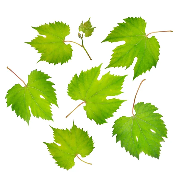Świeże liście winogron — Zdjęcie stockowe