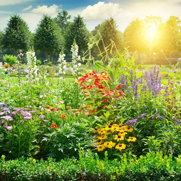 Cama de flores multicolorida no parque . — Fotografia de Stock