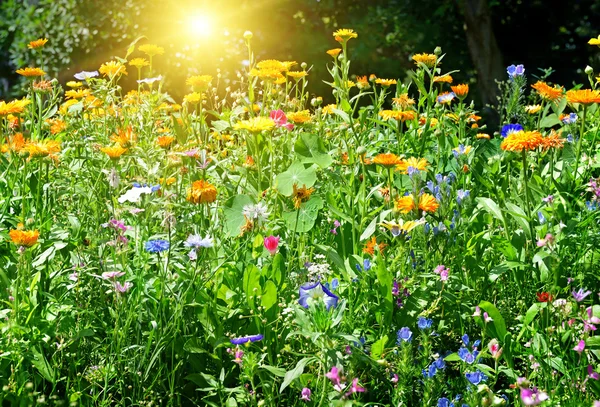 Buntes Blumenbeet im Park. — Stockfoto
