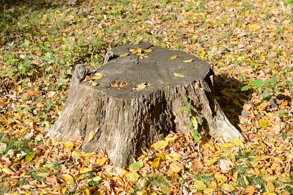 Stumpf des gefällten Baumes — Stockfoto