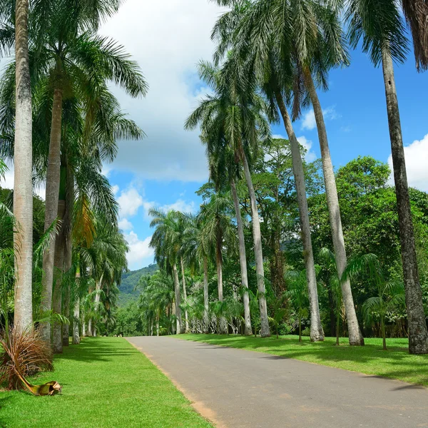 Tall palm trees in the park — Stock Photo, Image